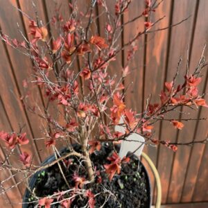 Spirea japonica 'Firelight' / Japán gyöngyvessző