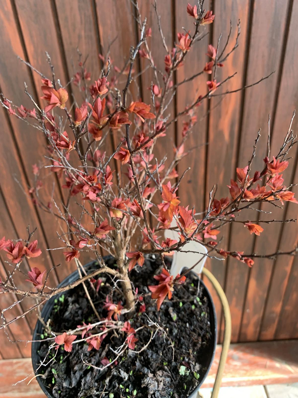 Spirea japonica 'Firelight' / Japán gyöngyvessző