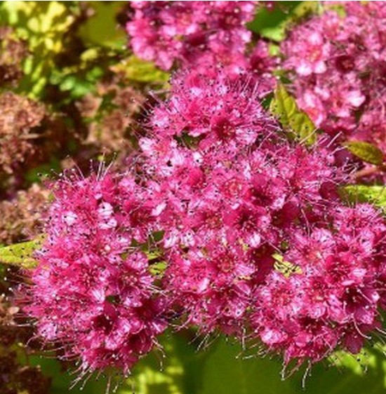Spirea japonica 'Firelight' / Japán gyöngyvessző - Image 2