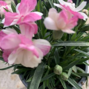 Dianthus caryophyllus 'Pink kisses' / Kerti szegfű