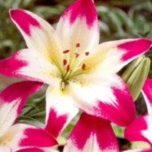 Lilium 'Asiatic pink-white' / ázsiai liliom