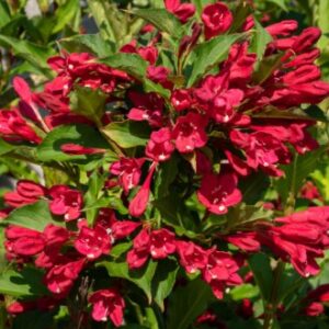 Weigela 'Lucifer' / Rózsalonc