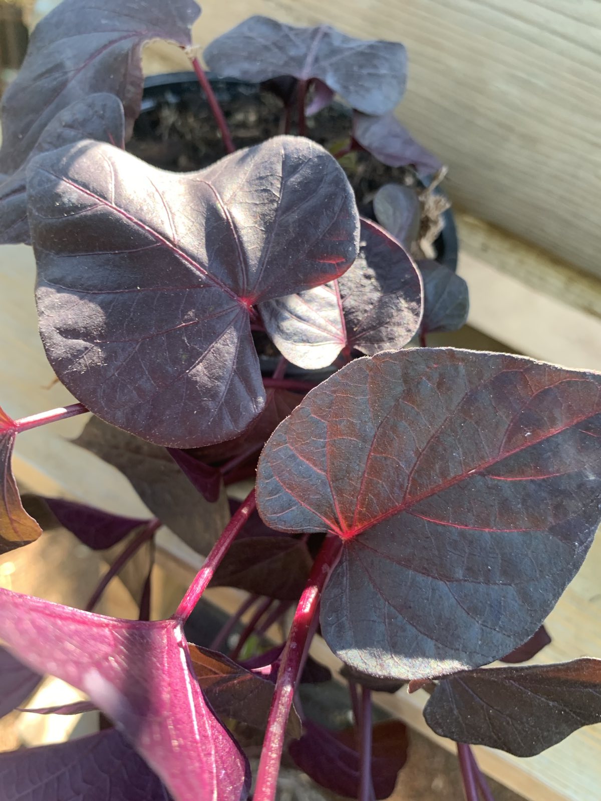 Ipomoea batatas / Batáta