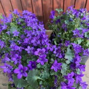 Campanula 'Get Me' / harangvirág