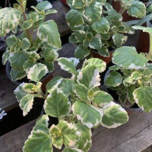 Coleus madagascariensis / Illatos kakassarkanytú