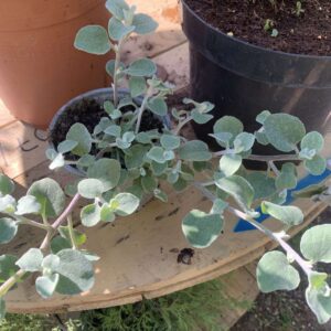 Helichrysum petiolara / Szalmagyopár