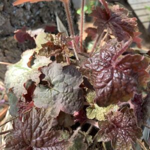 Heuchera 'Palace purple' / Tűzeső