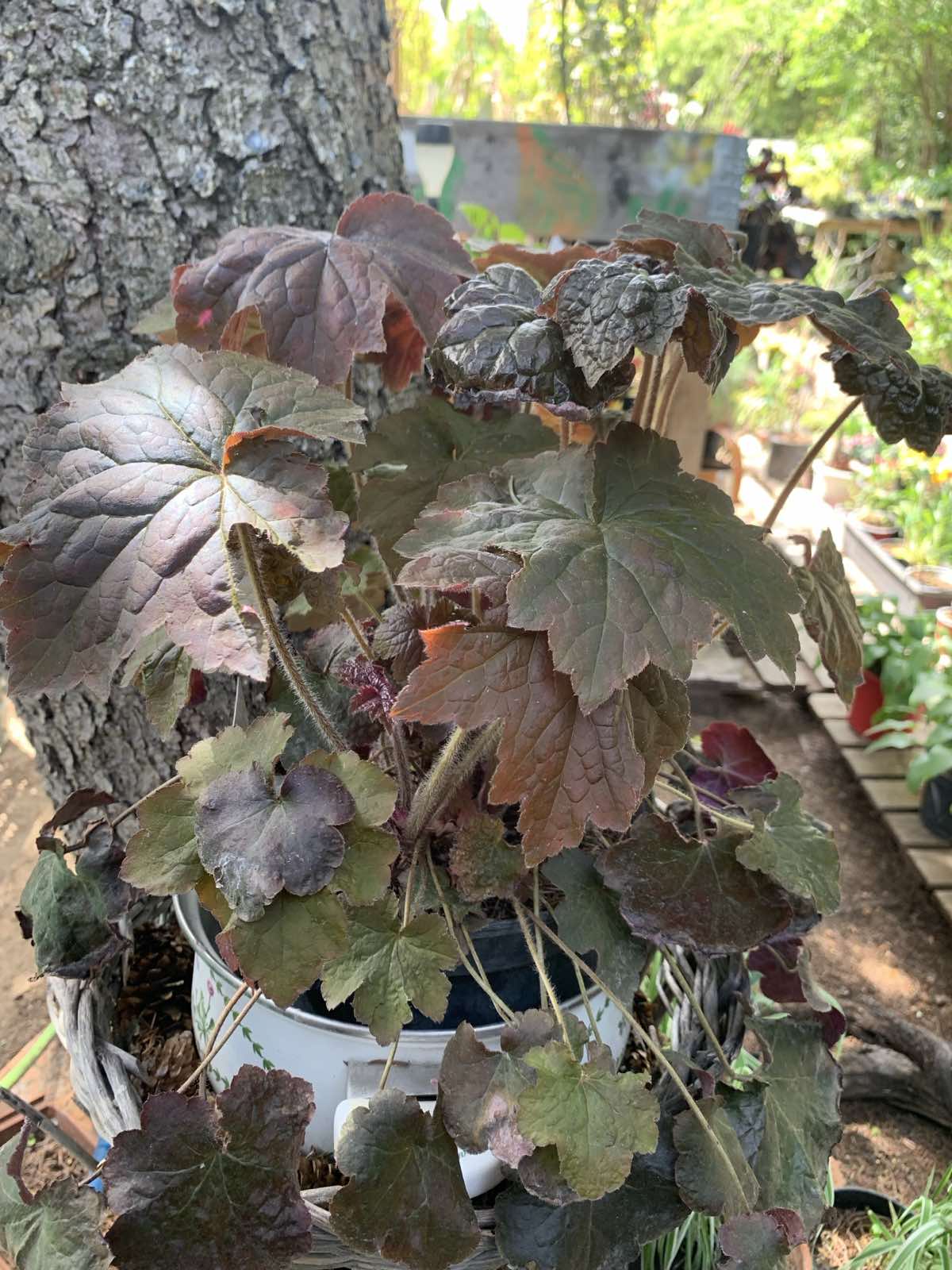 Heuchera 'Palace purple' / Tűzeső - Image 2