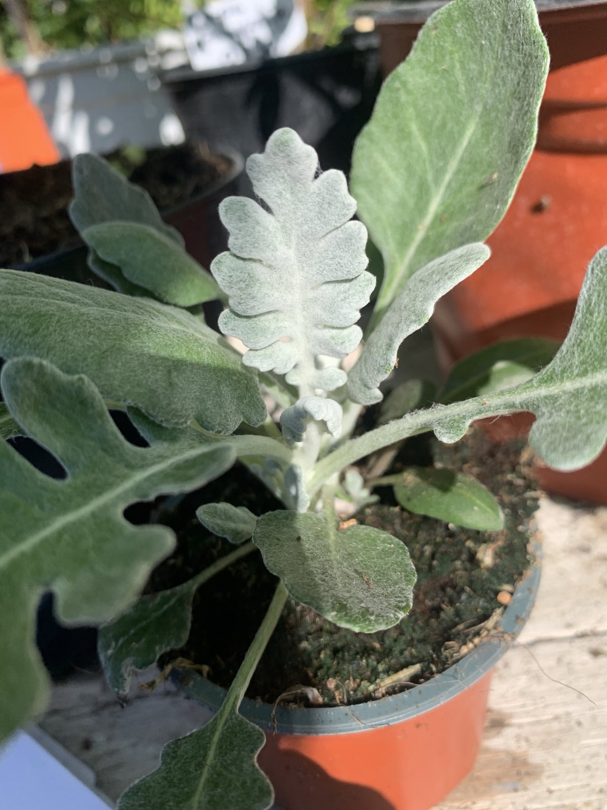 Jacobaea maritima / Hamvaska