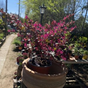 Loropetalum chinensis / Kínai rojtosvirág