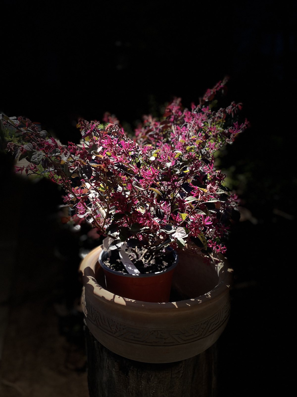 Loropetalum chinensis / Kínai rojtosvirág - Image 2