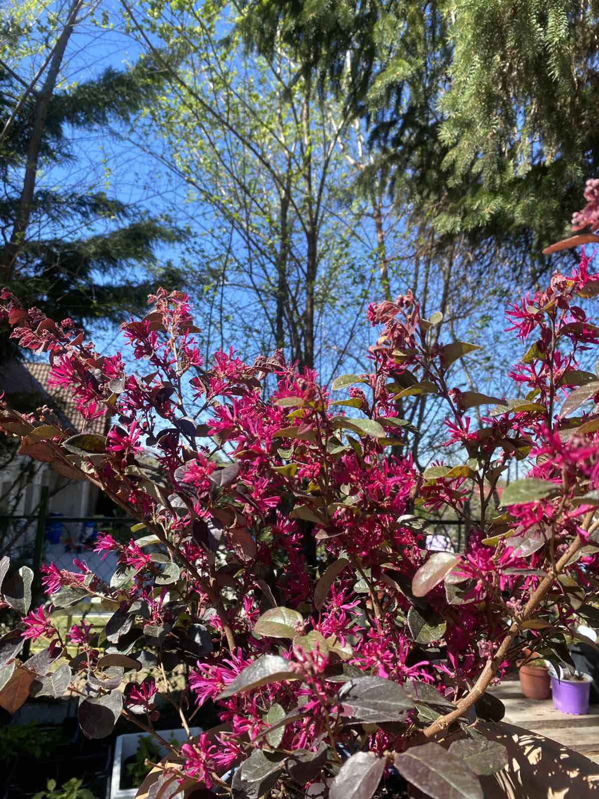Loropetalum chinensis / Kínai rojtosvirág - Image 3