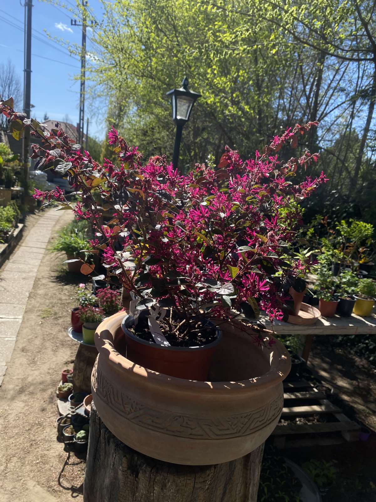 Loropetalum chinensis / Kínai rojtosvirág