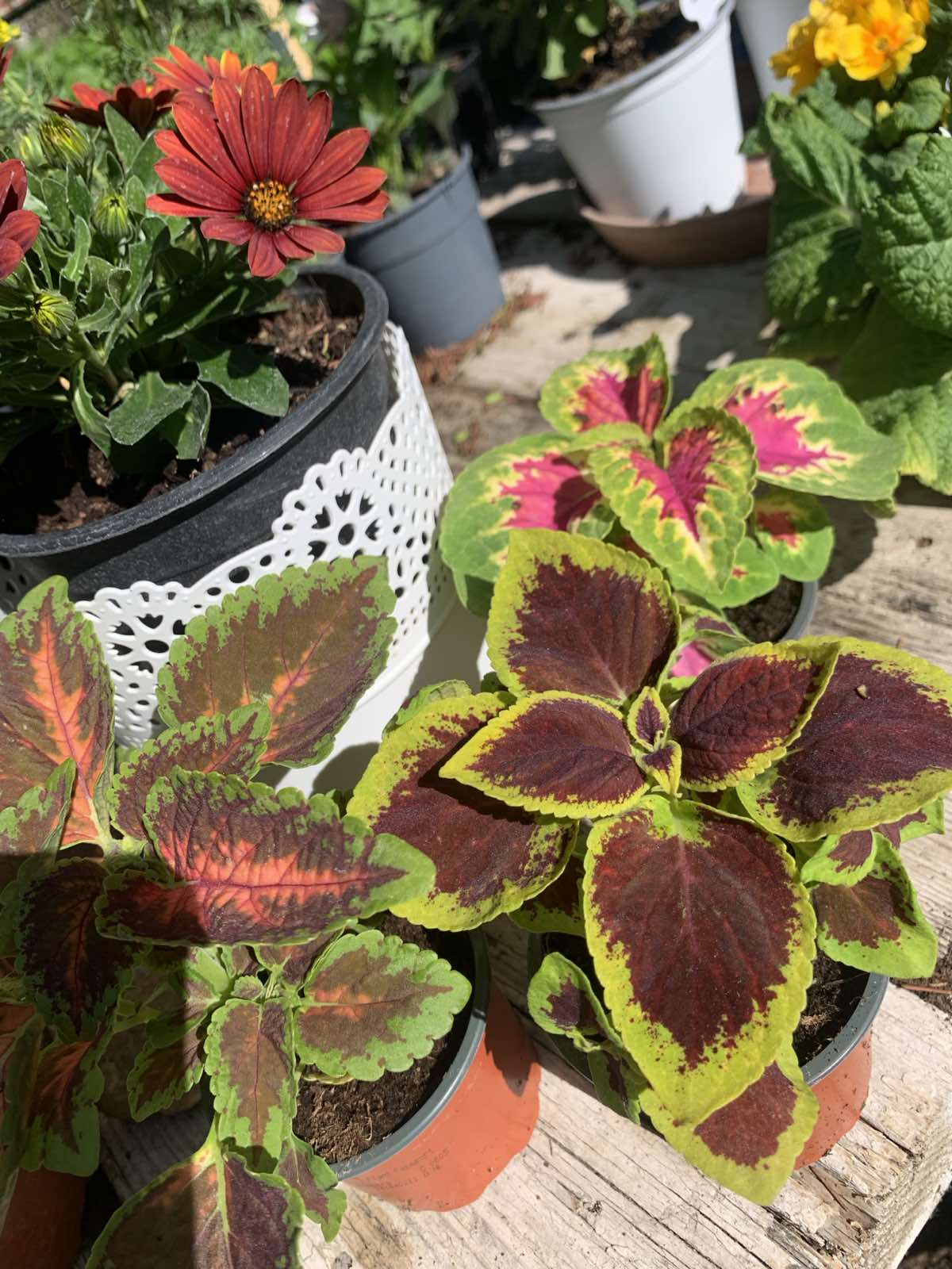 Plectranthus scutellarioides / Díszcsalán