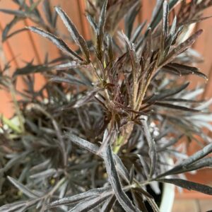 Sambucus nigra 'Black Lace' / Fekete bodza