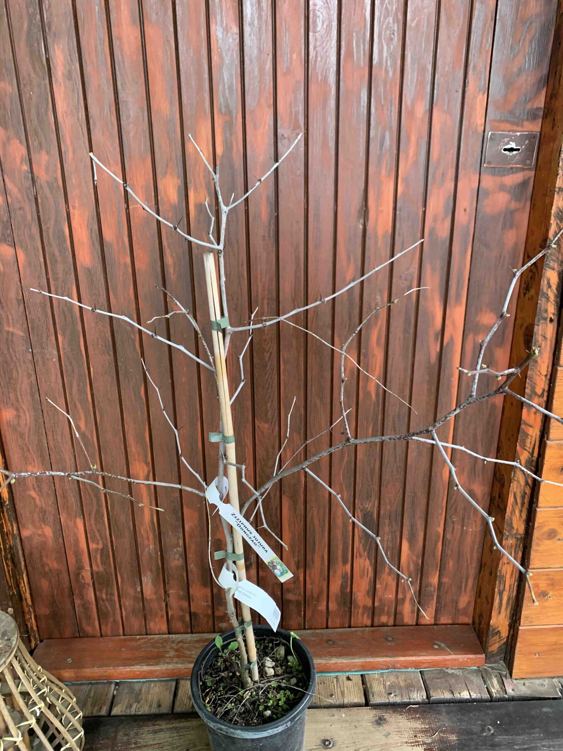 Ziziphus jujuba 'Dongzano' / Kínai datolya - Image 2