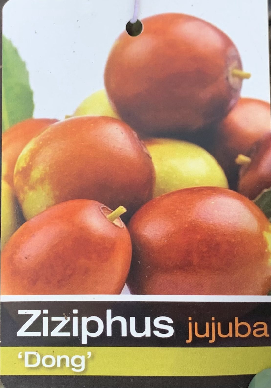 Ziziphus jujuba 'Dong' / Kínai datolya - Image 3