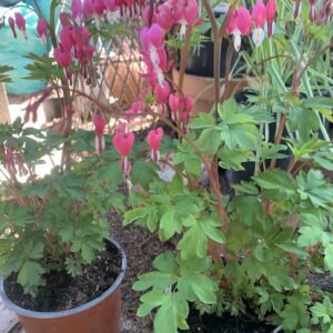 Dicentra spectabilis / Nagy szívvirág