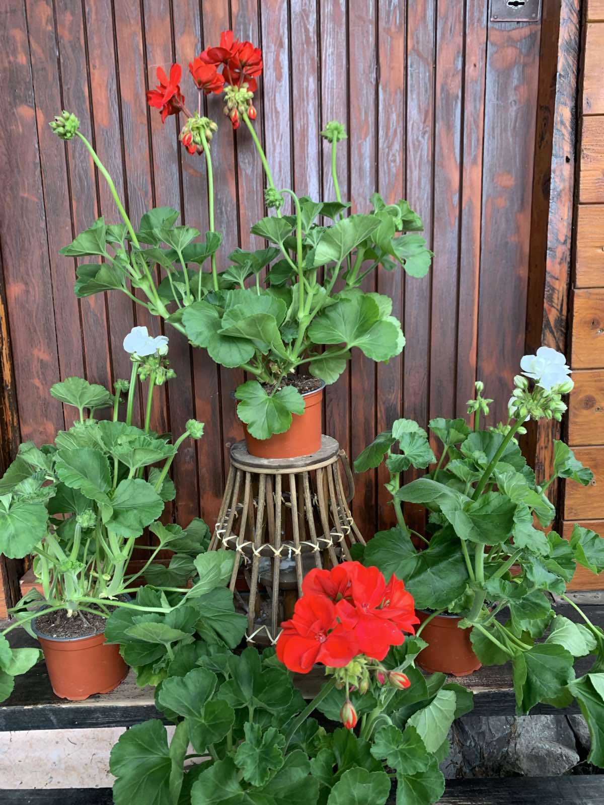 Pelargonium x hortorum / Muskátli
