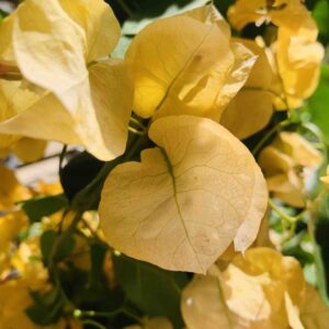 Bougainvillea / murvafürt, sárga