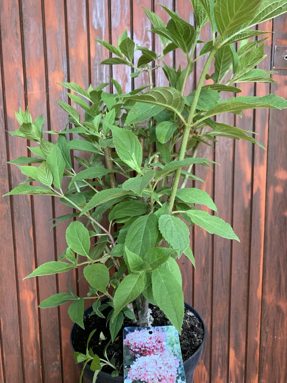 Hydrangea paniculata 'Phantom' / Bugás hortenzia
