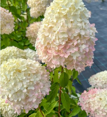 Hydrangea paniculata 'Phantom' / Bugás hortenzia - Image 2