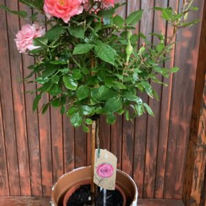 Rosa  / Törzses, mini rózsafa