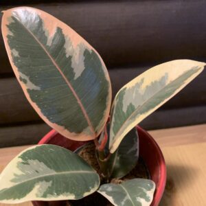 Ficus elasctica / Fikusz, tarka