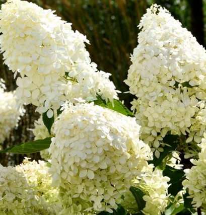 Hydrangea paniculata 'Skyfall' / Bugás hortenzia