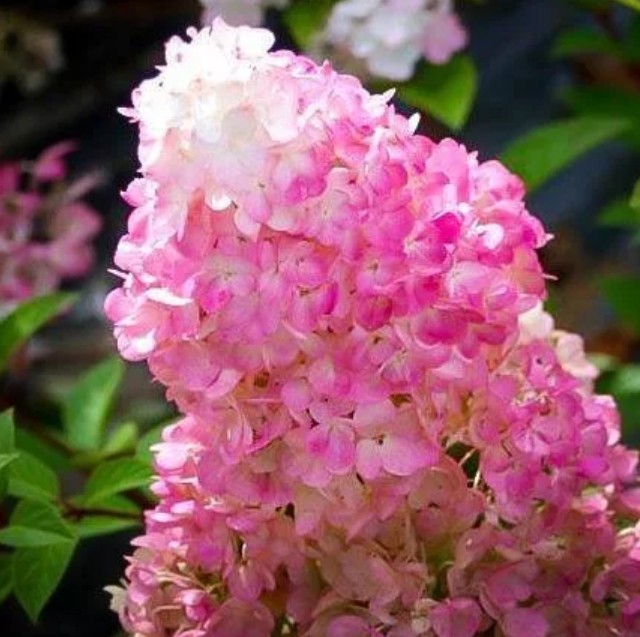 Hydrangea paniculata 'Sundae Fraise' / Bugás hortenzia
