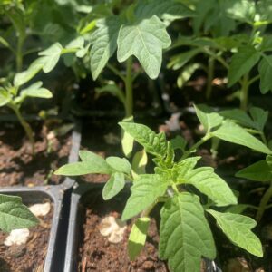 Paradicsom Marmande