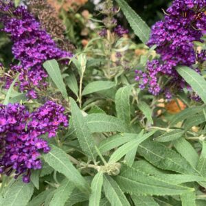Buddleja davidii Butterfly Candy 'Little purple' / Nyári orgona