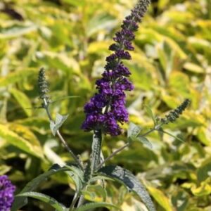 Buddleja davidii 'Empire Blue' / Nyári orgona