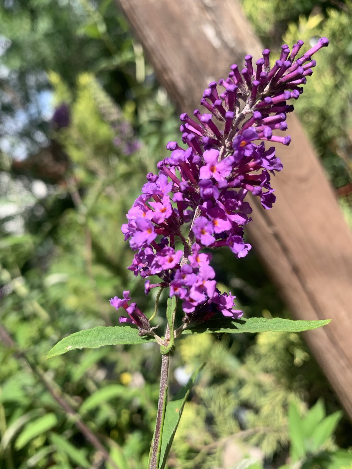Buddleja davidii 'Peacock' / Nyári orgona