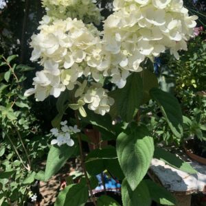 Hydrangea paniculata 'Fire Light' / bugás hortenzia