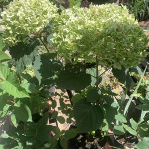 Hydrangea arborescens 'Flowerwow' / Cserjés hortenzia