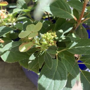 Hydrangea paniculata 'Polestar' / bugás hortenzia
