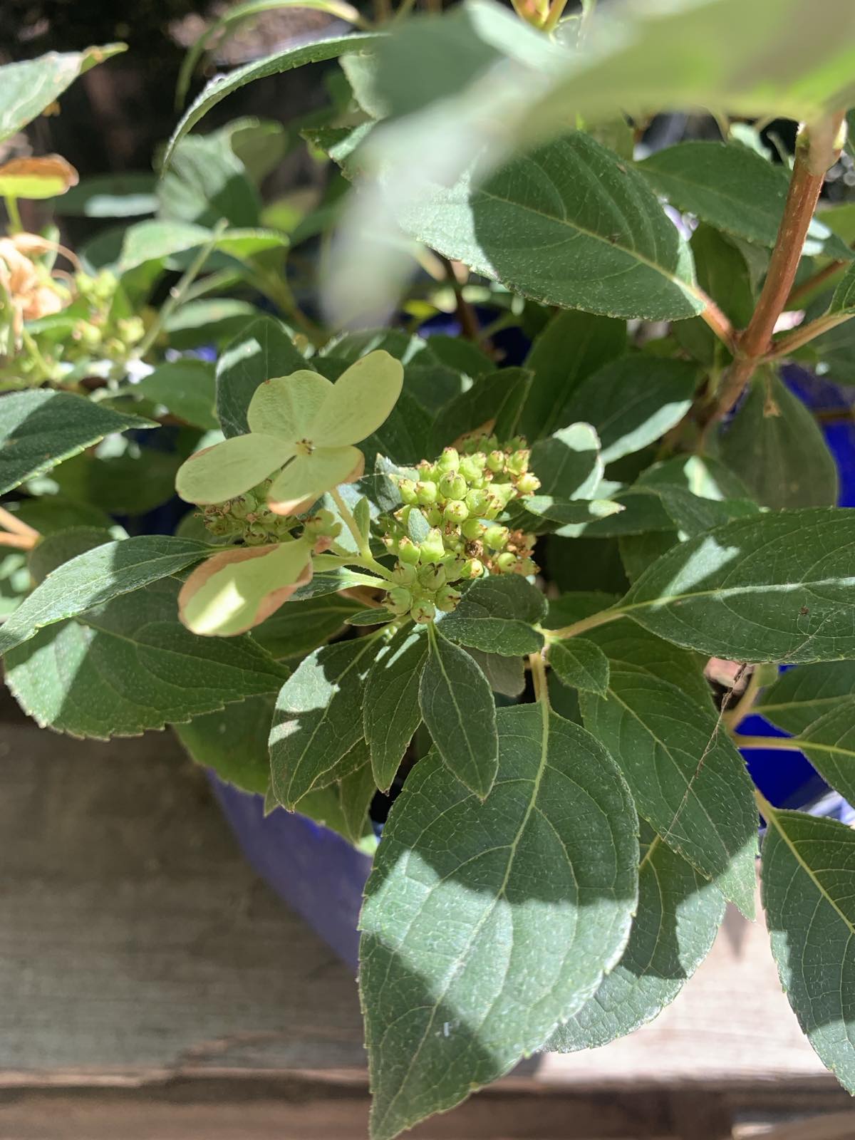 Hydrangea paniculata 'Polestar' / bugás hortenzia