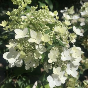 Hydrangea paniculata 'Confetti' / bugás hortenzia