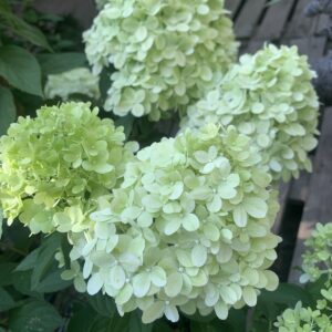 Hydrangea paniculata 'Limelight' / bugás hortenzia