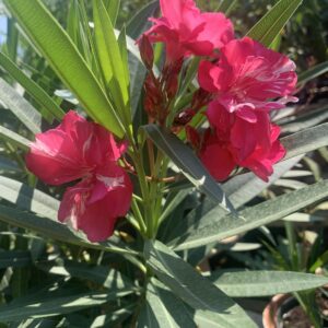 Nerium oleander / Leander, törzses