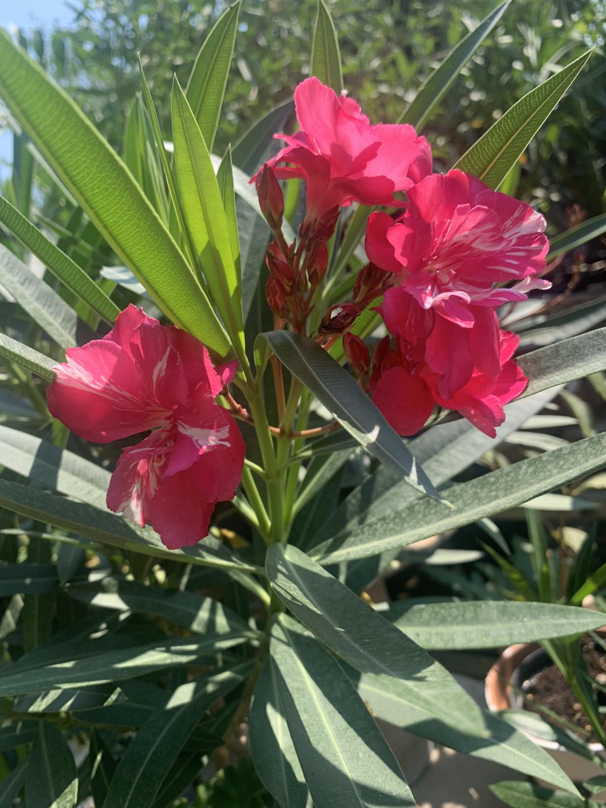 Nerium oleander / Leander, törzses