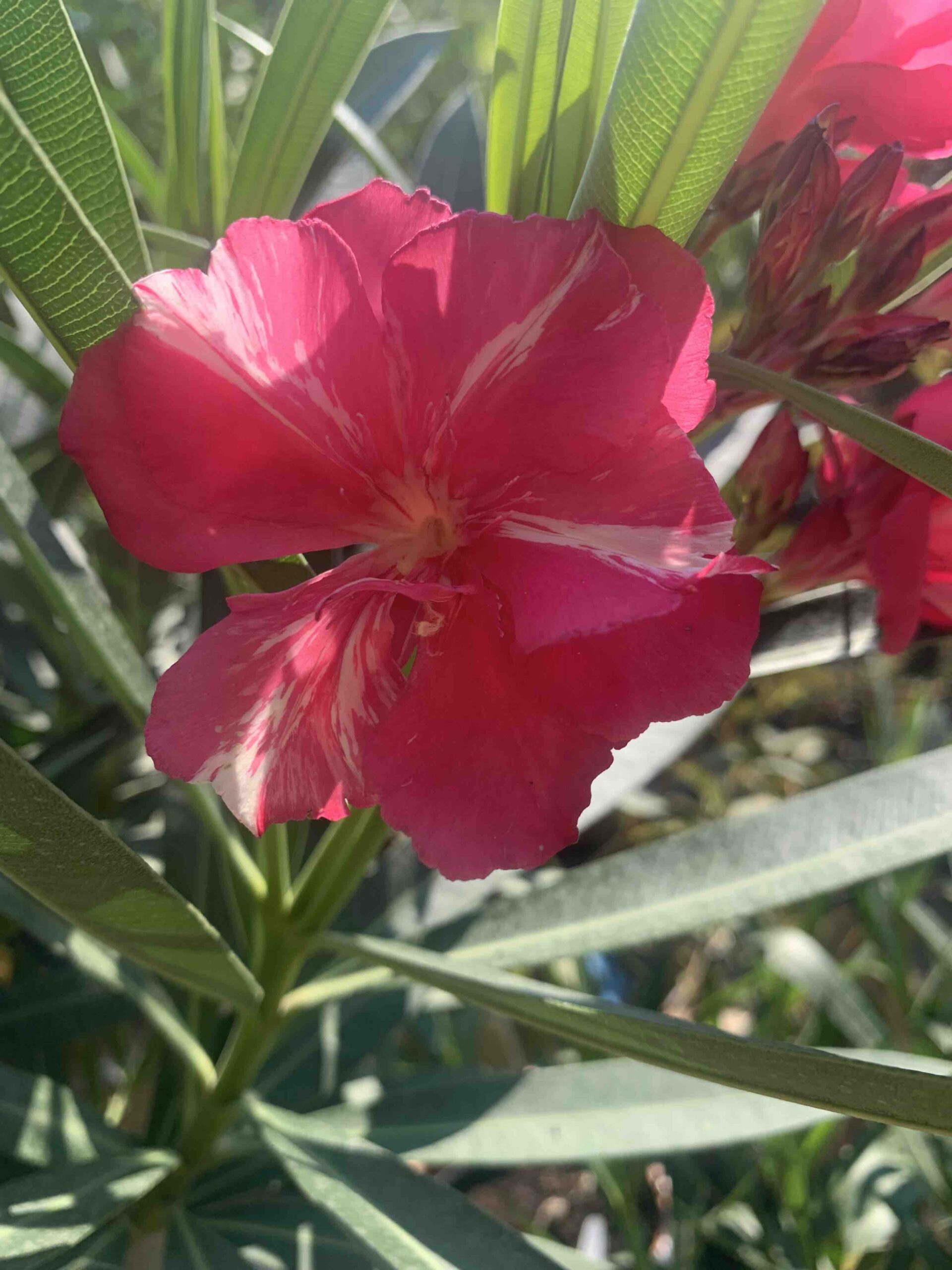 Nerium oleander / Leander, törzses - Image 2