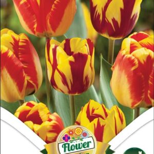 Tulipa 'Duo Tiger' / Tulipán