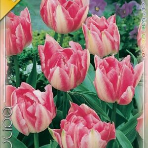 Tulipa ' Double Early Foxtrott' / Tulipán