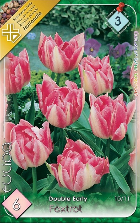 Tulipa ' Double Early Foxtrott' / Tulipán