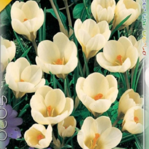Crocus 'Chrysanthus Cream Beauty' / krókusz