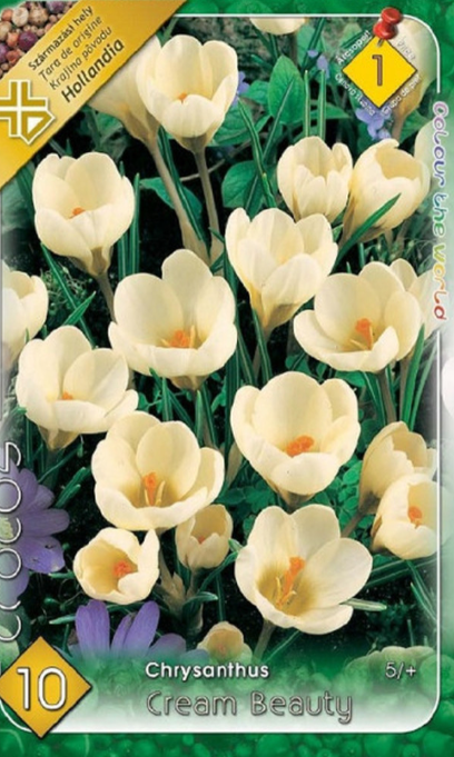 Crocus 'Chrysanthus Cream Beauty' / krókusz