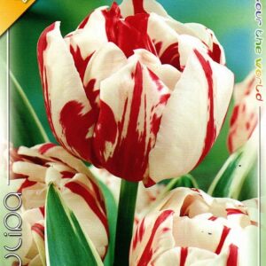 Tulipa 'Double Late Carneval de Nice' / Tulipán