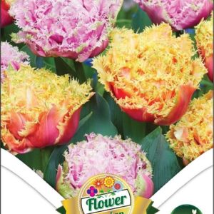 Tulipa ' Duo Double Crazy Diamonds' / Tulipán